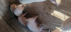 porci toate mărimile  - imagine 3