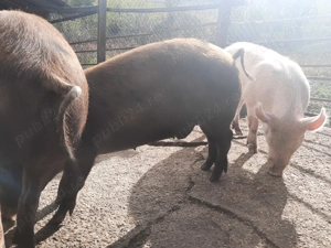 Porc de Craciun - imagine 3