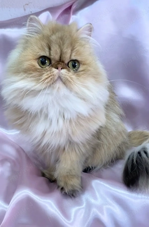 pisica persana chinchilla cu pedigree