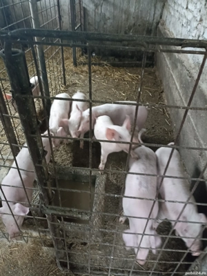 Vând Purcei de rasa  - imagine 2