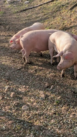 Porci de vanzare  - imagine 2