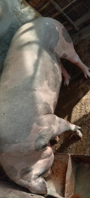 Porci, purcei  - imagine 3