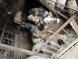 porcii pentru Crăciun 