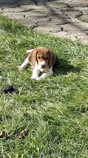 Cățeluși rasa beagle tricolor 