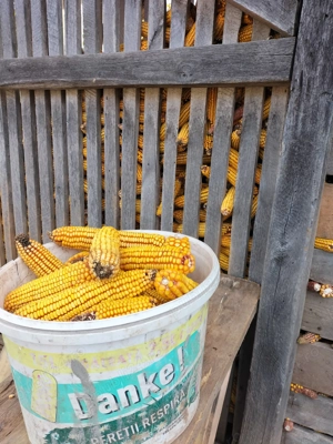 Vând malai pe stiulet