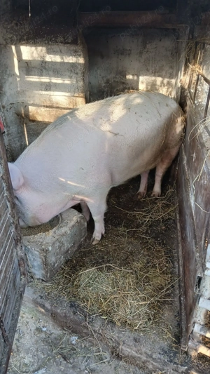 Purcei de vânzare ultimele exemplare! - imagine 3