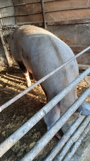 Purcei de vânzare ultimele exemplare! - imagine 4