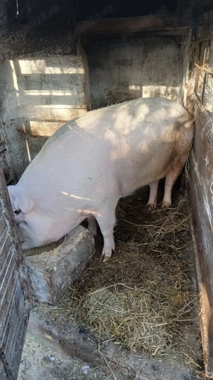 Purcei de vânzare ultimele exemplare! - imagine 5