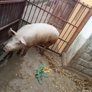 Porc de vanzare  - imagine 4