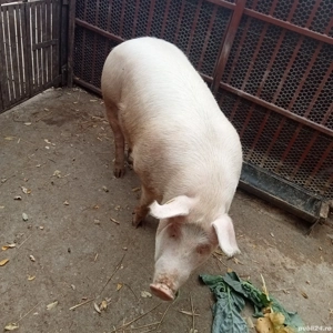 Porc de vanzare  - imagine 5