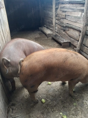 Vand porc duroc in Craiova