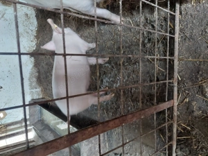 Purcei 500 Lei bucata 