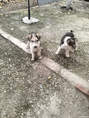 3 baieti si o fata fox terrier