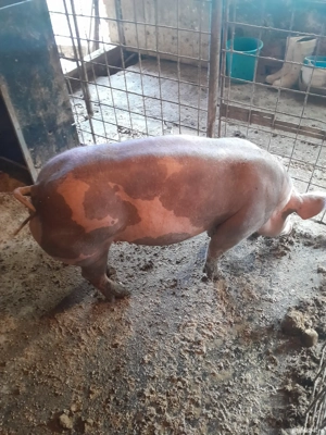 Scrofite pietrean - imagine 4