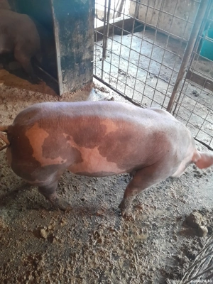 Scrofite pietrean - imagine 5