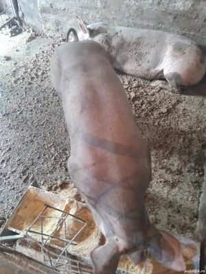 Scrofite pietrean - imagine 2