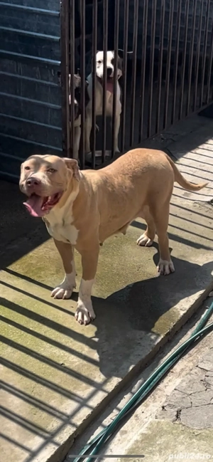 american bullit  - imagine 3