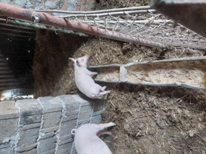 Purcei 400Lei bucata  - imagine 2