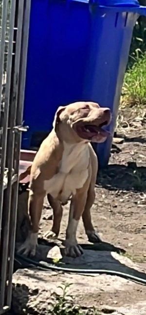 american bullit  - imagine 2