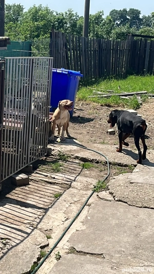 american bullit  - imagine 4