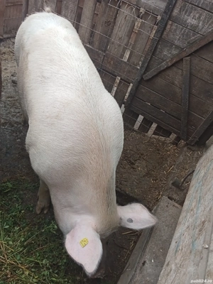 vînd porci de carne - imagine 5