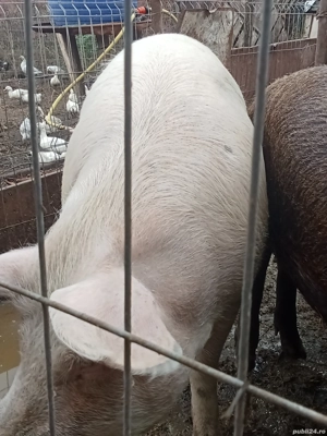 vînd porci de carne - imagine 3