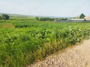 Teren de vânzare în Șcheia  - imagine 5