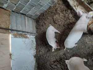 Purcei 400Lei bucata  - imagine 3