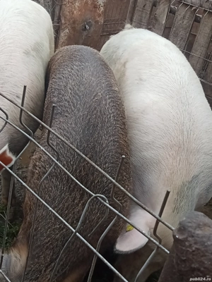 vînd porci de carne