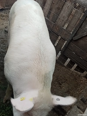 vînd porci de carne - imagine 4