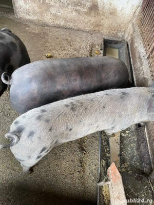 Porci de vanzare! - imagine 2