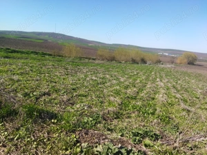 Teren de vânzare în Șcheia  - imagine 4