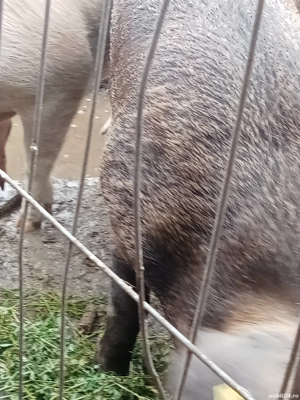 vînd porci de carne - imagine 2