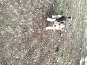 3 baieti si o fata fox terrier - imagine 2