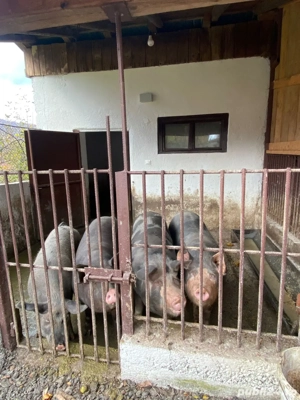 Porci de vanzare!
