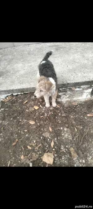 3 baieti si o fata fox terrier - imagine 3