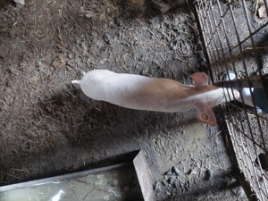 Purcei 400Lei bucata  - imagine 4