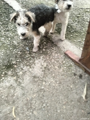 3 baieti si o fata fox terrier - imagine 4