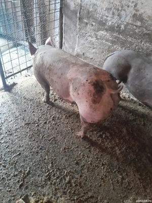 Porc pietrean - imagine 3