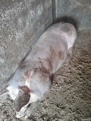 Porc pietrean - imagine 2