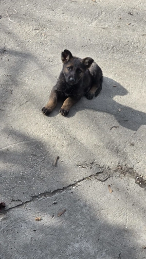 Caini ciobanesti german de vanzare - imagine 3