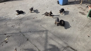 Caini ciobanesti german de vanzare - imagine 2