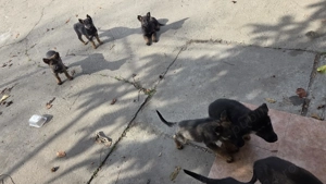 Caini ciobanesti german de vanzare - imagine 4