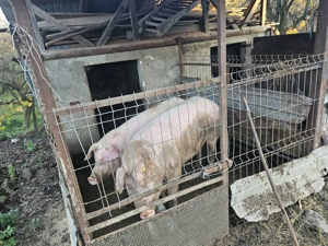 Porci de vazare 14 lei kg neg