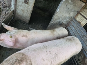 Porci de vazare 14 lei kg neg - imagine 2