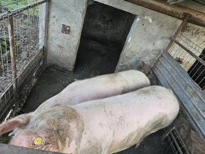 Porci de vazare 14 lei kg neg - imagine 3