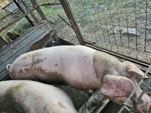 Porci de vazare 14 lei kg neg - imagine 4