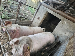 Porci de vazare 14 lei kg neg - imagine 5