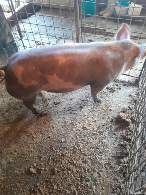 Scrofita pietrean - imagine 4