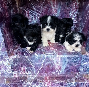 Catei bichon havanezi! - imagine 2